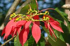 Euphorbia pulcherrima